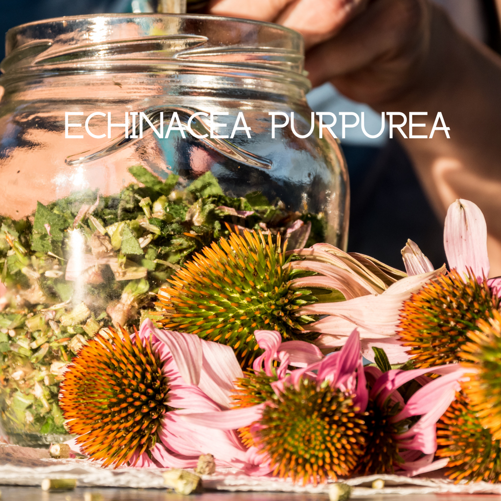 Glass jar with dried echinacea purpurea flowers and fresh flowers on a wooden surface.
