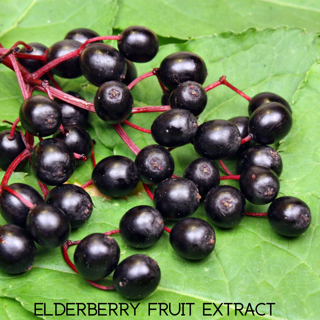 Cluster of black elderberries on green leaves with 'Elderberry Fruit Extract' text.
